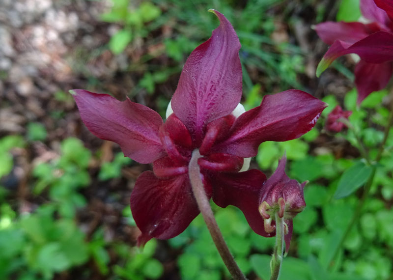 Aquilegia caerulea ''Rotstern''